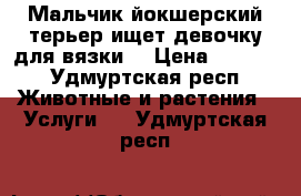 Мальчик йокшерский терьер ищет девочку для вязки  › Цена ­ 2 000 - Удмуртская респ. Животные и растения » Услуги   . Удмуртская респ.